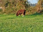 Brandrode dekstier te koop, Dieren en Toebehoren, Runderen, Mannelijk, 0 tot 2 jaar