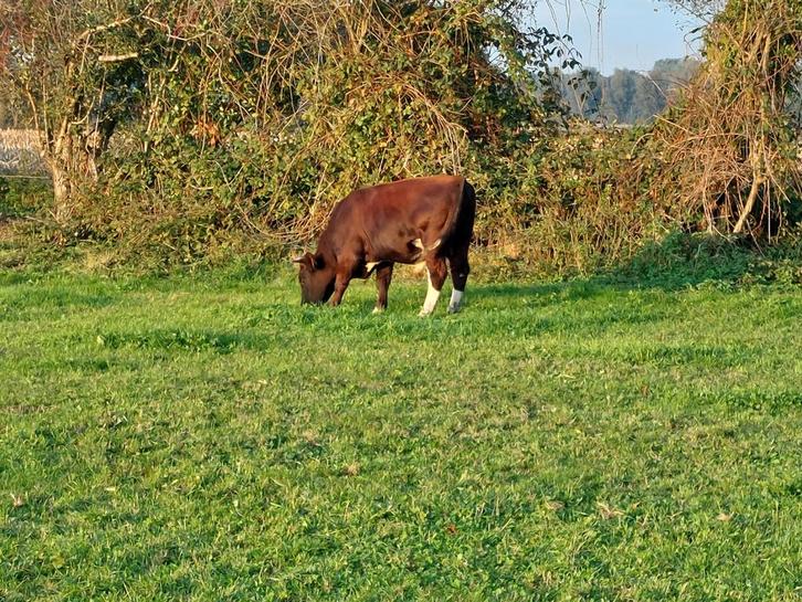 Brandrode dekstier te koop, Dieren en Toebehoren, Runderen, Mannelijk, 0 tot 2 jaar