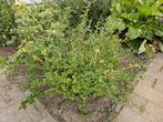 3 x Kruisbessen plant struik, Tuin en Terras, Planten | Fruitbomen, Ophalen of Verzenden, Minder dan 100 cm, Overige soorten, Lente