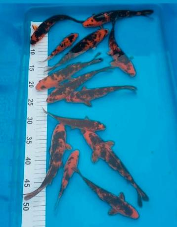 Koi karpers  beschikbaar voor biedingen