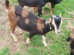 dwergbokje tankleur met maanvlekken, Dieren en Toebehoren, Schapen, Geiten en Varkens, Mannelijk, Geit, 0 tot 2 jaar