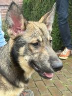 Siberische Husky x Saarloos Wolfhond puppy, Dieren en Toebehoren, Honden | Poolhonden, Keeshonden en Oertypen, Particulier, Meerdere