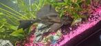 Algeneter; Hypostomus Plecostomus, Dieren en Toebehoren, Vis