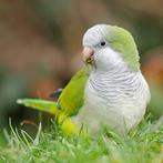 GEZOCHT Monniksparkiet (Quaker Parrot), Dieren en Toebehoren, Mannelijk, Parkiet, Tam