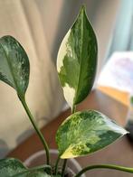 aglaonema suvarnabhumi variegata, Huis en Inrichting, Kamerplanten, Overige soorten, Minder dan 100 cm, Halfschaduw, Ophalen
