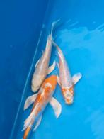 Koi karpers butterfly, Dieren en Toebehoren, Karper of Koi