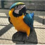 Baby blauwgele ara’s, Dieren en Toebehoren, Meerdere dieren, Papegaai