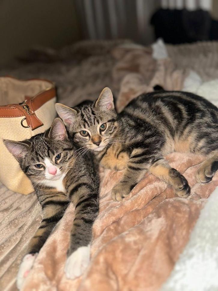 Shorthair, Dieren en Toebehoren, Katten en Kittens | Overige Katten, Kortharig, Kater, 0 tot 2 jaar