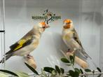 Majoor putters - carduelis carduelis, Dieren en Toebehoren, Vogels | Overige Vogels, Meerdere dieren, Wildzangvogel, Geringd