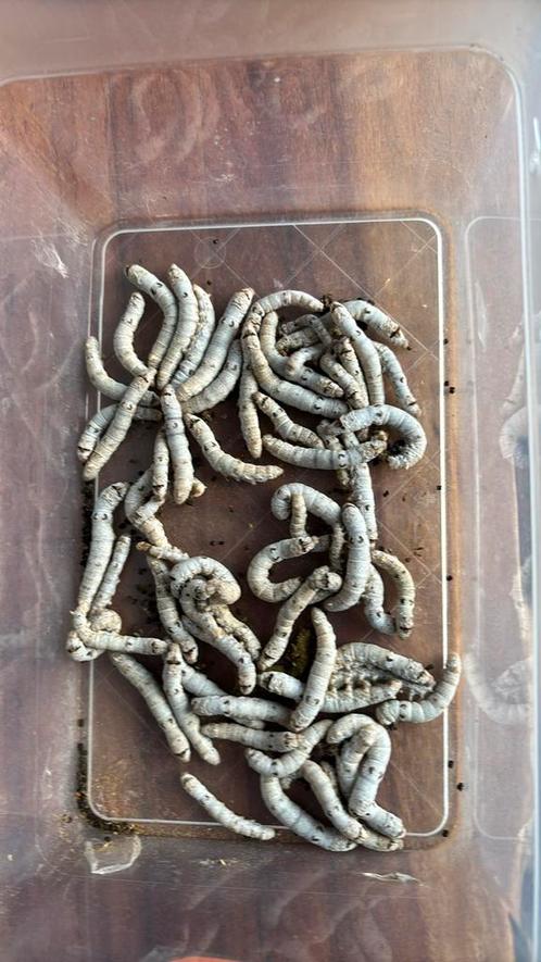 Heb wat Zijderupsen over  20 stuks voor 7,50 euro., Dieren en Toebehoren, Reptielen en Amfibieën