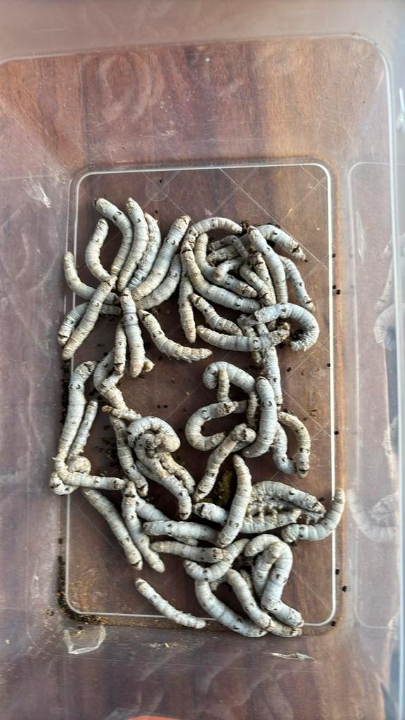 Heb wat Zijderupsen over  20 stuks voor 7,50 euro., Dieren en Toebehoren, Reptielen en Amfibieën
