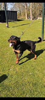 Rottweiler voor knpv of ipg of beveiliging Aangeboden, Dieren en Toebehoren, Honden | Herdershonden en Veedrijvers, Parvo, 1 tot 2 jaar