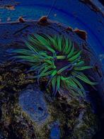 Wasroos anemonen, Dieren en Toebehoren, Vissen | Aquariumvissen, Vis