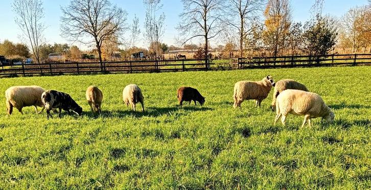 Weidegang voor schapen gevraagd., Dieren en Toebehoren, Stalling en Weidegang, Weidegang