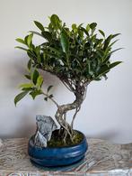 Ficus Retusa Landscape Bonsai, Bloeit niet, Halfschaduw, Minder dan 100 cm, Overige soorten