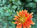Dahlia's, Volle zon, Vaste plant, Zomer, Ophalen