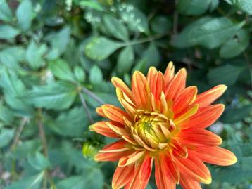 Dahlia's beschikbaar voor biedingen