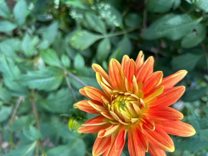 Dahlia's, Tuin en Terras, Planten | Tuinplanten, Vaste plant, Overige soorten, Volle zon, Zomer, Ophalen