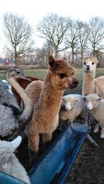 Knappe Alpaca Hengst!, Dieren en Toebehoren, Overige Dieren, Juni, Mannelijk