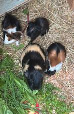 Cavia zeugejs 5 weken oud, Juli, Meerdere dieren, Cavia