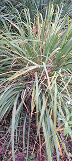 Siergras met hoge zaadhalmen, Tuin en Terras, Ophalen of Verzenden, Siergrassen, Volle zon