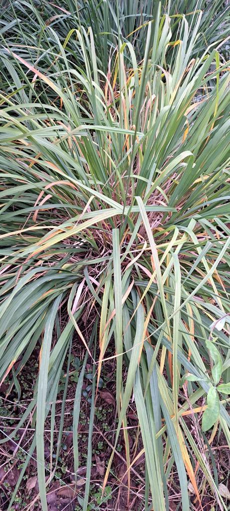 Siergras met hoge zaadhalmen, Tuin en Terras, Planten | Tuinplanten, Siergrassen, Volle zon, Ophalen of Verzenden