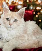 Maine Coon poesje, Dieren en Toebehoren, Katten en Kittens | Raskatten | Langhaar, Kater, Gechipt, 0 tot 2 jaar