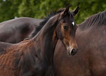 Groot mooi donkerbruin hengst veulen beschikbaar voor biedingen