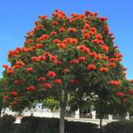 Afrikaanse Tulpenboom, Tuin en Terras, Volle zon, Vaste plant, Zomer, Ophalen