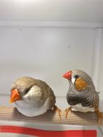Koppeltje Zebravinken €,8,-, Dieren en Toebehoren, Vogels | Overige Vogels, Meerdere dieren