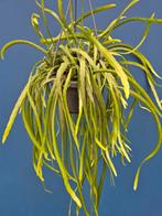 Rhipsalis Holviana p14, Ophalen of Verzenden, Halfschaduw, Minder dan 100 cm