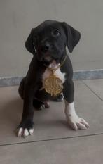 American bully xl abkc laatste pup mag het nest verlaten, Dieren en Toebehoren, Parvo, Reu, 8 tot 15 weken, Groot