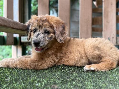 leonberger kruising pups  3 teefjes nog  beschikbaar, Dieren en Toebehoren, Honden | Niet-rashonden, Groot, Meerdere dieren, Particulier