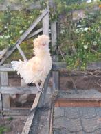 Prachtig grappig padua kuifhoen krulhaantje!, Dieren en Toebehoren, Pluimvee, Mannelijk, Kip