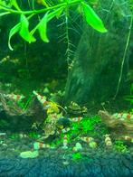 Crystal Red Garnalen | op kraanwater!, Dieren en Toebehoren, Kreeft, Krab of Garnaal, Zoetwatervis