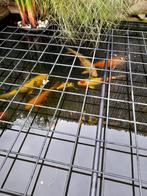 Japanse Koikarpers 9 stuks, Dieren en Toebehoren, Karper of Koi