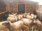 Fokschapen, Dieren en Toebehoren, Schapen, Geiten en Varkens, Meerdere dieren, Schaap