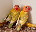 Mooie baby Agapornis Fischerie, Dieren en Toebehoren, Meerdere dieren, Dwergpapegaai of Agapornis, Tam