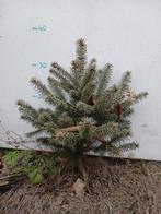 Pre bonsai, startmateriaal, yamadori, bonsai uit volle grond, Tuin en Terras, Planten | Bomen, Volle zon, Bloeit niet, Minder dan 100 cm