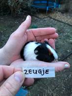 Nog 1 jong cavia zeugje beschikbaar., Dieren en Toebehoren, Knaagdieren, Cavia, Vrouwelijk, Januari, Tam