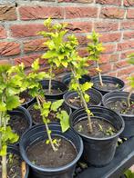 Paarse hibiscus in 2 Liter pot nu 2,5€, Tuin en Terras, Planten | Tuinplanten, Ophalen
