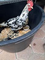 Bonte leghorn te koop, Dieren en Toebehoren, Pluimvee, Vrouwelijk, Kip