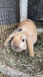 lieve hangoor konijnen zoeken een nieuw thuis, Dieren en Toebehoren, Konijnen, Mannelijk, Hangoor