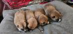 Shiba Inu Pups, CDV (hondenziekte), 8 tot 15 weken, Meerdere, Meerdere dieren