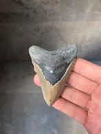 Haaientand megalodon North Carolina, Verzamelen, Ophalen of Verzenden, Fossiel