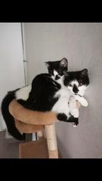 Twee lieve katten zoeken een warm nestje, Poes
