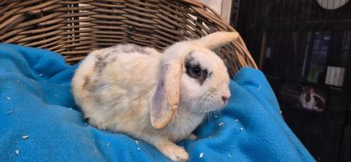 Gecastreerde ram SNUFFIE uit de opvang zoekt een tehuis!, Dieren en Toebehoren, Konijnen, Mannelijk
