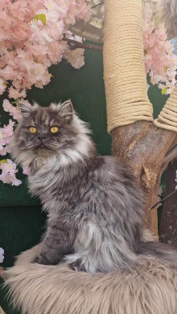 Perzische kat (kater , 1 jaar) beschikbaar voor biedingen