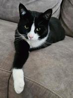 Lieve kitten zoekt nieuw huis, Dieren en Toebehoren, Katten en Kittens | Overige Katten, Kater, Kortharig, 0 tot 2 jaar