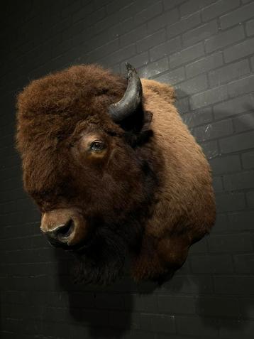 Bison bizon shouldermount taxidermy beschikbaar voor biedingen